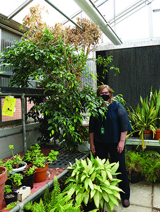 Science teacher Maureen McDonaugh poses with Big Fred in the greenhouse. Fred is one of two Ficus benjamina trees at GBN. Photo by Alex Garibashvily 