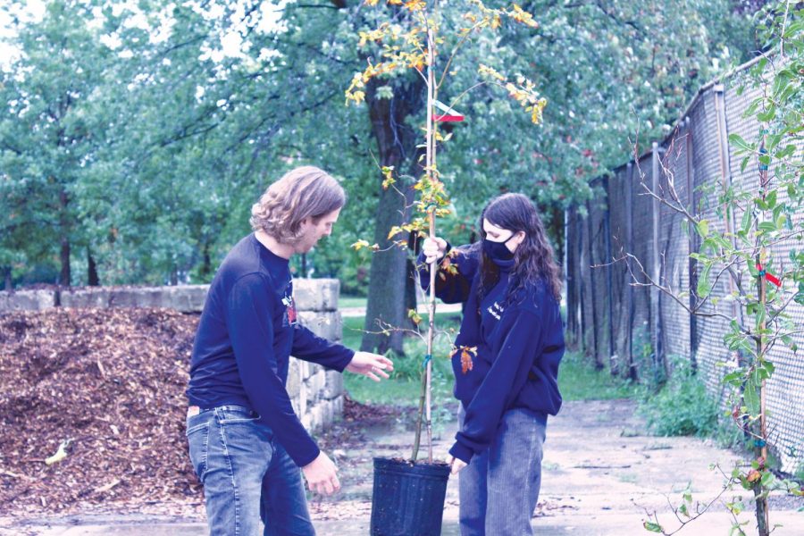 As part of Oak-tober, an effort of the Climate Action Plan, Tessa Murray, the Village of Northbrooks sustainability coordinator, passes out trees. This initiative is part of the plans efforts to increase tree coverage in Northbrook. Photo by Alicia Amsel