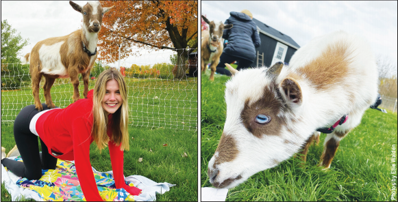 Senior Abby Parry enjoys the company of goats during her session at Goat Yoga Chicago on Oct. 25, 2020. Sessions include a half hour of yoga exercises with the goats and another half hour playing with them. Photos by Ellie Walden